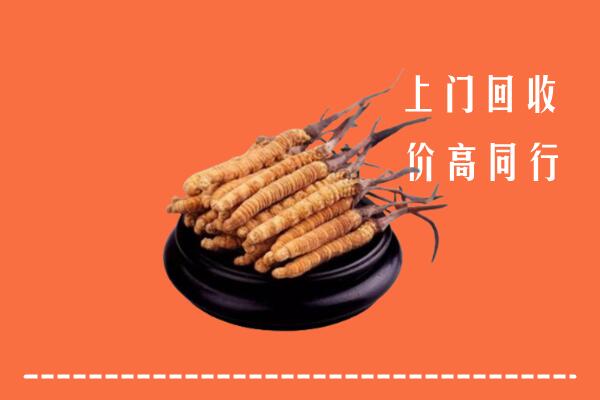 沈阳回收散虫草